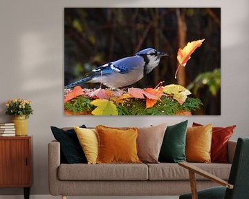 A blue jay in autumn by Claude Laprise