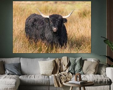 Schotse hooglanders van Merijn Loch
