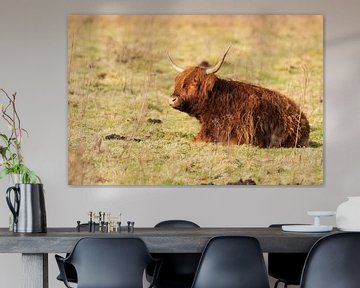 Schotse hooglanders van Merijn Loch
