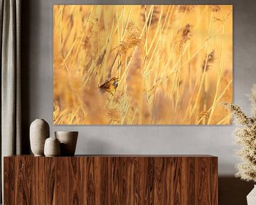 Blauwborst in het riet van John Goossens Photography