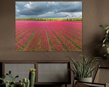 Tulpen in een veld in de lente