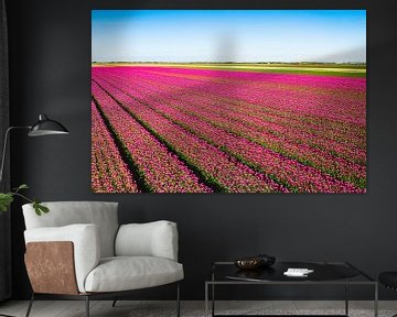 Tulpen in een veld in de lente