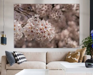 Sakura in Amsterdam - natuurfoto in bokeh van Jeroen de Jongh Fotografie