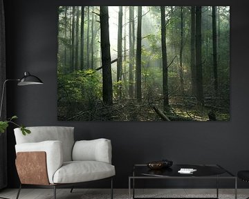 Forêt mystique