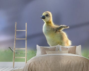 Eerste Vleugelslag – Ganzenkuiken in het zachte licht