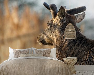 Stille Blik van het Edelhert