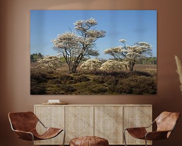 Lente - Bloesem op de heide van BHotography
