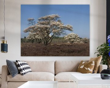 Lente - Bloesem op de heide van BHotography