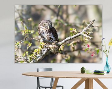 Uil, de (dwerg-) uil is een symbool van wijsheid.