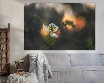 flowers part 477 by Tania Perneel