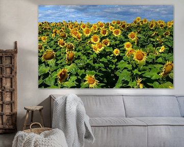 A field of sunflower flowers by Claude Laprise