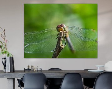 Libelle in Grün