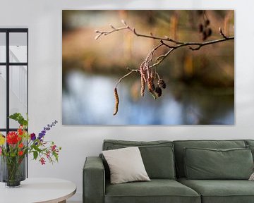 Branch of an alder in the morning light by Stefanie Orlati