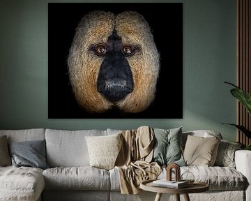 Portret: Oog in oog met een Witgezichtsaki van Triki Photography