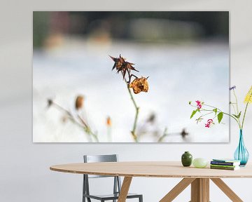 gedroogde bloemen in de sneeuw van Stefanie Orlati