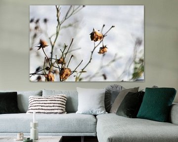 Gedroogde bloemen in de sneeuw van Stefanie Orlati