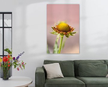 Blume im Makro auf rosa Hintergrund