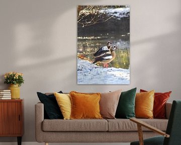Nijlganzen in het besneeuwde landschap in de felle zon van Stefanie Orlati