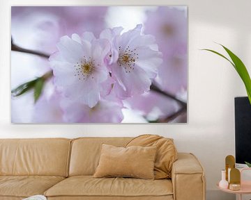 Bloemen bloesem