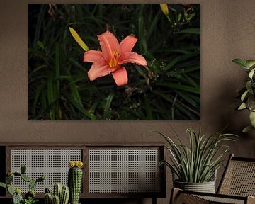 lys rose corail vibrant