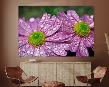 roze asterbloemen met regendruppels