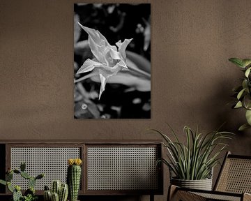White Tulip