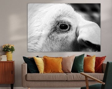 A goat eye