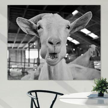 Funny image of a goat eating