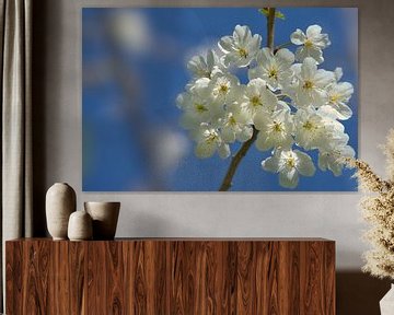 Fleur de printemps sur Nick Holland