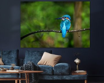 ijsvogel in de lente, kingfisher in spring. van Corrine Ponsen