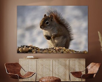 A red squirrel in spring by Claude Laprise