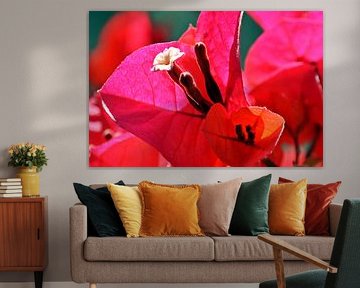 rose Bougainvilliers Bluete