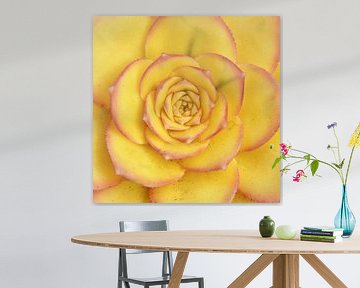 een gele Echeveria van Werner Lehmann