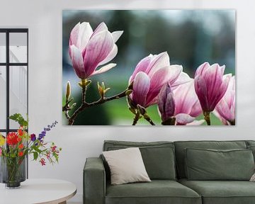 Magnolia bloesem in de lente van Werner Dieterich