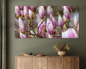 Bloeiende magnolia's van Werner Dieterich