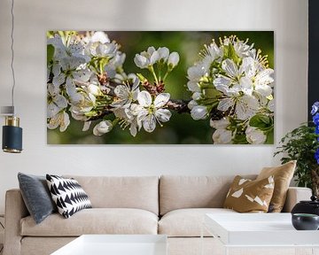 Tree blossom in spring by Werner Dieterich