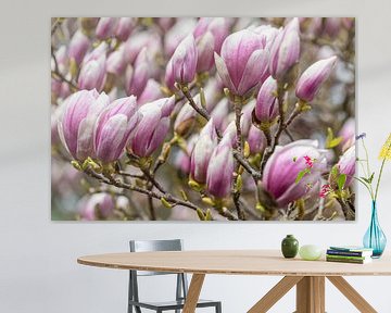 Magnolia bloesem in de lente van Werner Dieterich