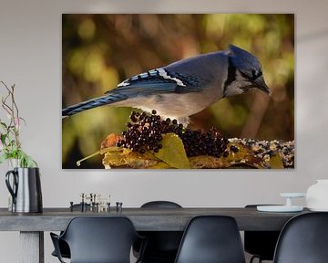 A blue jay at the feeder in autumn by Claude Laprise