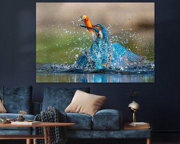 Kingfisher catches fish