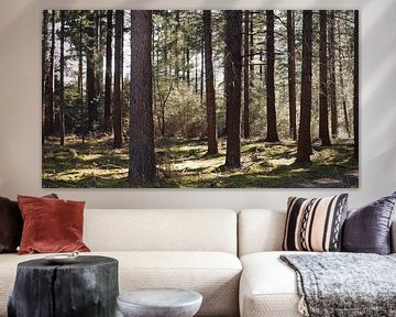 Forest near Ommen, The Netherlands by Skyler Muller
