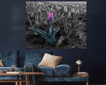 Tulpenfeld in Schwarz und Weiß