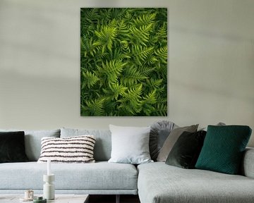 Details of fresh green ferns in spring.