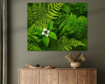 Small white flower among fresh ferns.