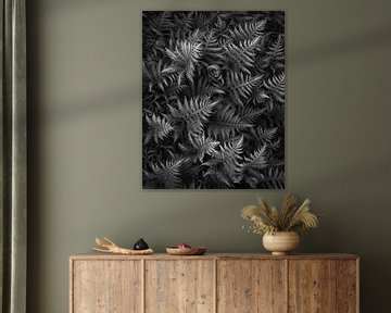 Details of fresh ferns in spring converted to black and white