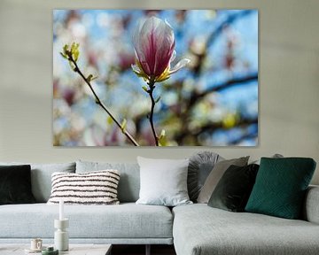 Magnolie