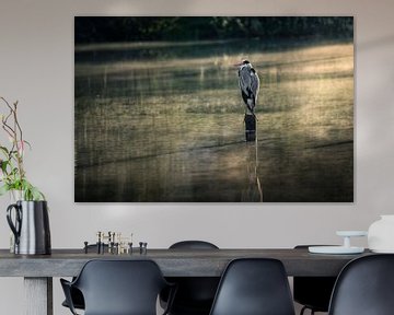 Grey heron