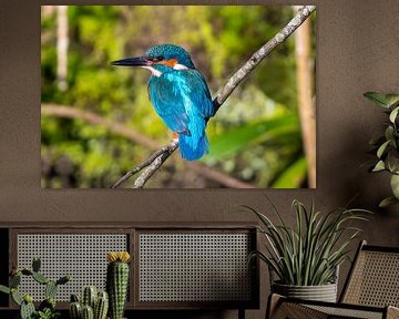 Ijsvogel op tak. van Arthur Bruinen