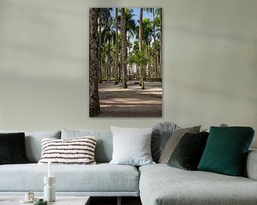 Jardin de palmiers à Paramaribo sur Patricia Hofmeester