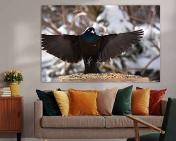 A bronze grackle at the feeder by Claude Laprise