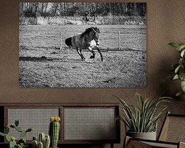 Horse at a gallop, industrial, black and white photo, horse girl
